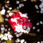 落ちた桜と椿