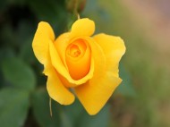京成バラ園　黄色いバラ